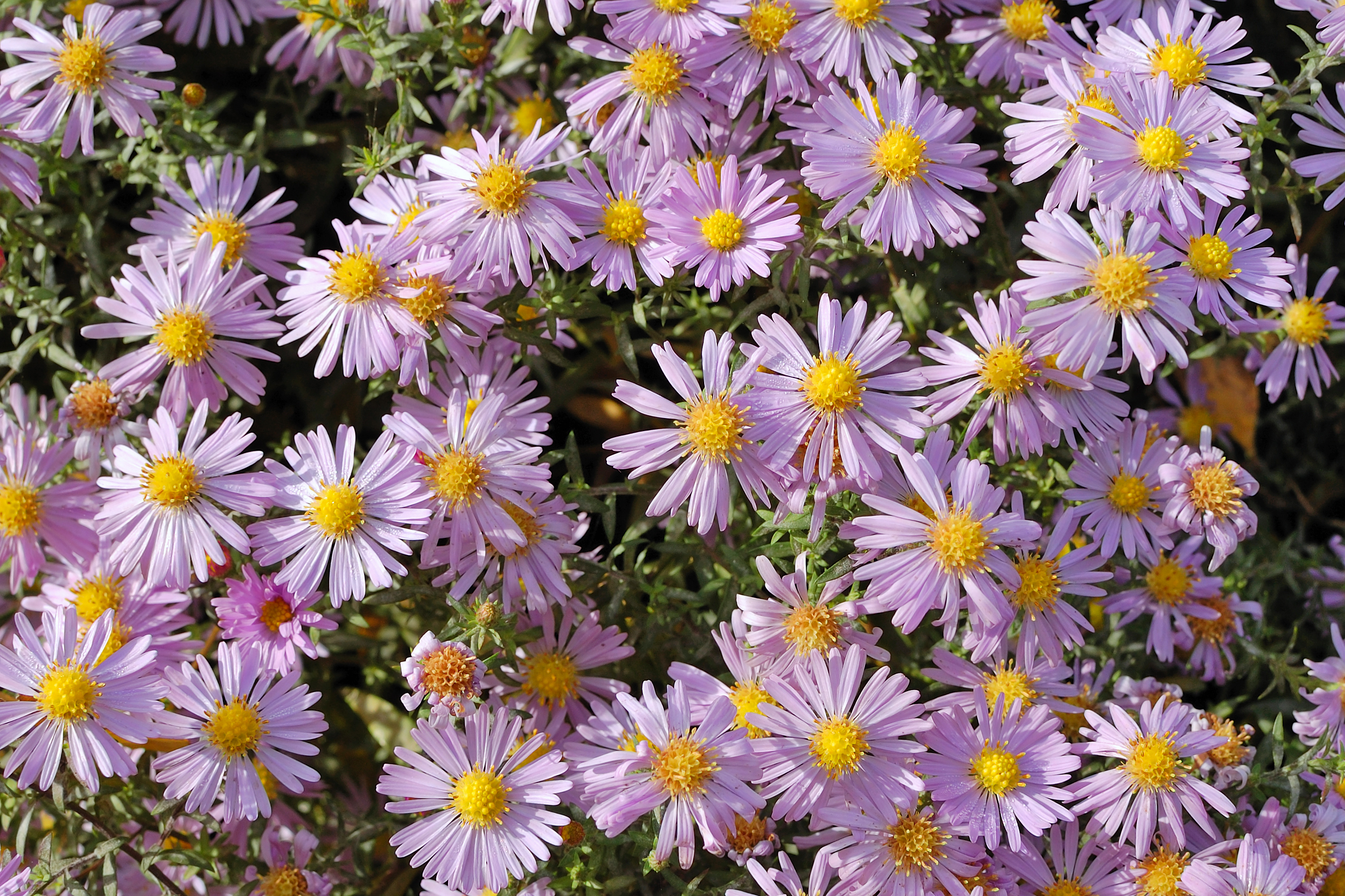 Astry kwiaty – sprawdzą się w każdym ogrodzie